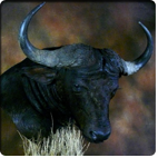 Cape Buffalo