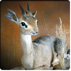 Dikdik