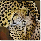 Gepard