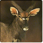 Nyala