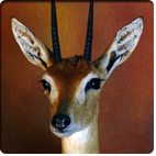 Oribi
