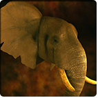 Elefant