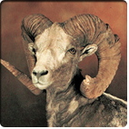 Gobi Argali 