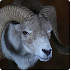Marco Polo Argali