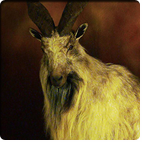 tajik markhor
