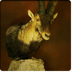 beceite ibex