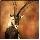 Beceite Ibex