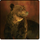 brown bear