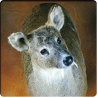 chinese water deer