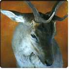 fallow deer