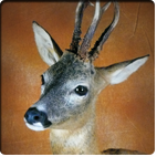 roebuck