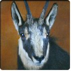 chamois