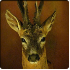 roedeer