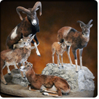 Mouflon Sheep group