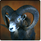 mouflon