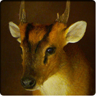 muntjac