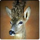 roebuck with malformed antlers