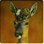 female perruque roedeer