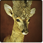Wig Head Roedeer