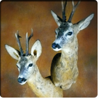 roebuck duet