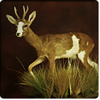 Piebald Roedeer