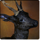 black roebuck