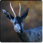 black roe deer
