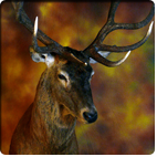 red stag