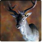 fallow deer