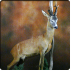 roe deer