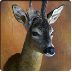 roe deer