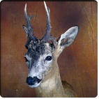 roe deer