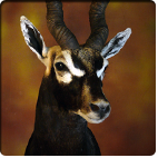 Blackbuck