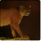 Jaguarundi