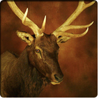 Wapiti